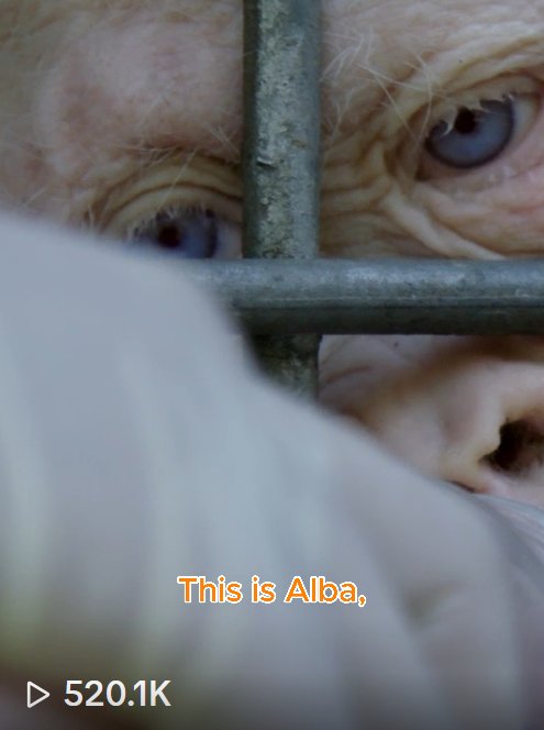 Alba the albino orangutan looking through an enclosure