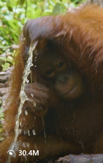 Cinta the orangutan washing her hair