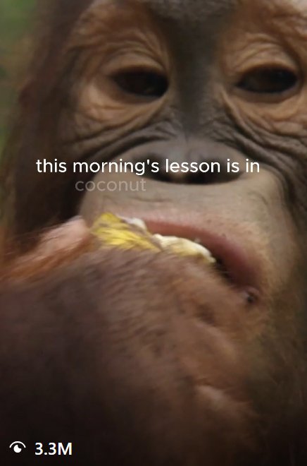 Orangutan close-up with caption: this morning's lesson is in coconut