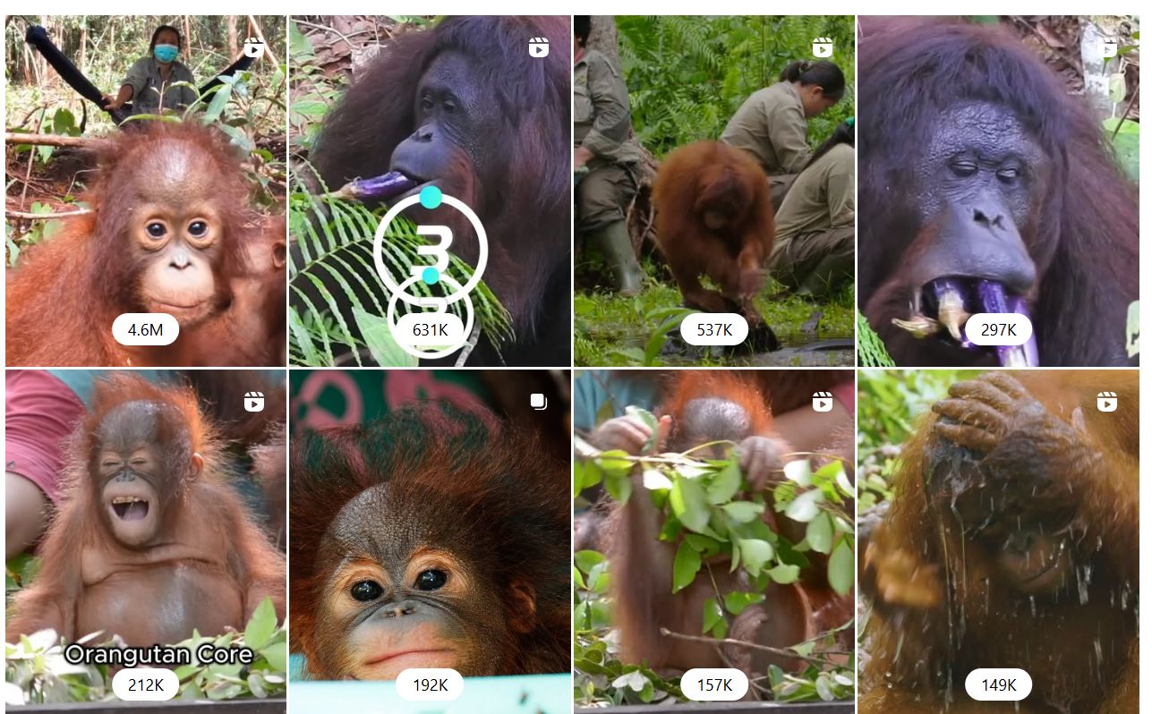 Grid of orangutan reels showing view counts from 149K to 4.6M