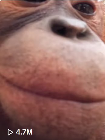 Close-up of an orangutan approaching the camera