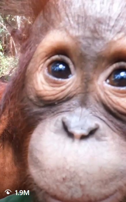Baby orangutan looking directly into the camera