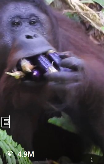 Yunyu the orangutan with a mouthful of eggplants
